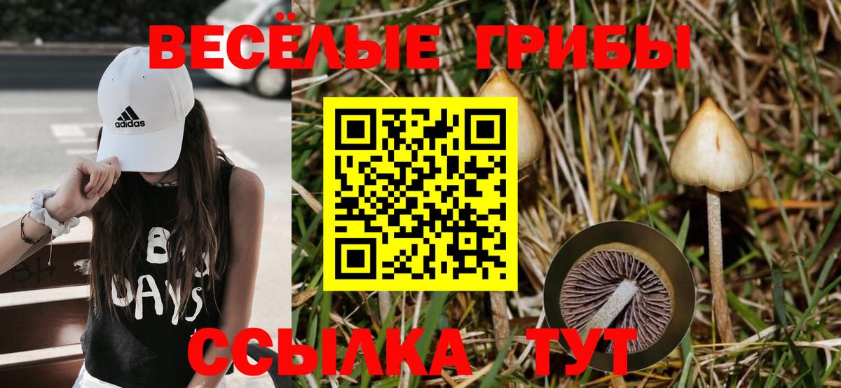 Черняховск  Псилоцибиновые грибы мицелий  Вход с VPN 